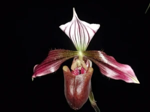 Bild von Paphiopedilum purpuratum 1